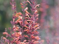 Многоколосник горный