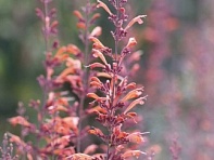 Многоколосник горный (Apache)