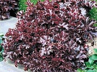 Гейхера мелкоцветная (Melting Fire)
