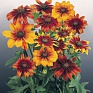 Рудбекия волосистая (Rudbeckia hirta)