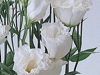 Лизиантус (Эустома) крупноцветковый (ABC F1)