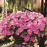 Петуния ампельная гибридная (Petunia x hybrida)