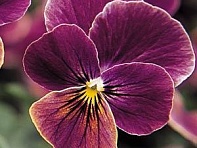 Виола рогатая (Sorbet Standart F1) Виола рогатая (Sorbet Standart F1)