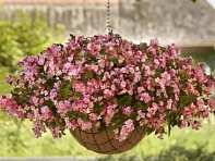 Бегония гибридная ампельная (зеленая листва) (Hula F1)