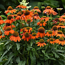 Эхинацея гибридная (Echinacea purpurea)