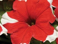 Петуния многоцветковая (Mirage F1) Петуния многоцветковая (Mirage F1)