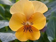 Виола рогатая (Bel Viso F1) Виола рогатая (Bel Viso F1)