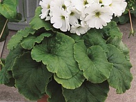 Примула обратноконическая (Libre F1)