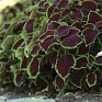 Колеус гибридный (Coleus х hybrida)