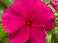 Катарантус розовый (Cora XDR F1)