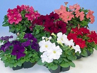 Петуния крупноцветковая (генетически компактная) (Espresso Grande F1)