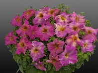 Петуния ампельная гибридная (Capri F1)