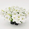 Петуния крупноцветковая (Petunia grandiflora)