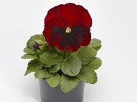 Виола Виттрока