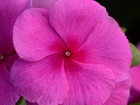 Катарантус розовый (Valiant F1)