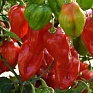 Перец Хабанеро (Capsicum chinense)