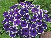Петуния крупноцветковая (Donna F1)