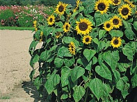 Подсолнечник летний (Holiday)