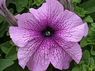 Петуния крупноцветковая (Prism F1)