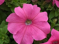 Петуния крупноцветковая (Prism F1)