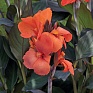 Канна садовая (Canna generalis)