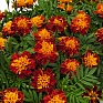 Бархатцы отклоненные (Tagetes patula) Бархатцы отклоненные (Tagetes patula)