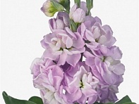 Левкой седой (Mathilda) Левкой седой (Mathilda)