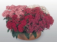 Пентас ланцетовидный (New Look)