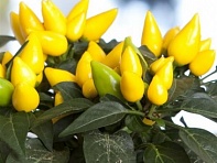 Перец летний (Salsa XP)