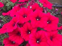 Петуния ампельная гибридная (Nuvolari F1)