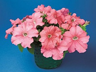 Петуния крупноцветковая (Bravo F1)