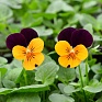 Виола рогатая (Viola cornuta)