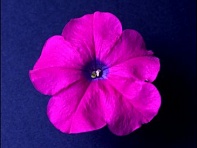 Петуния мелкоцветковая (Bella F1)