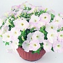 Петуния ампельная гибридная (Petunia x hybrida)