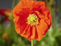 Мак голостебельный (Spring Fever)