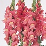 Львиный зев (Антирринум) большой (Antirrhinum majus)