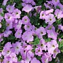 Петуния ампельная гибридная (Petunia х hybrida)