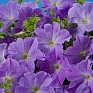 Петуния многоцветковая (Petunia multiflora)