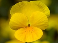 Виола рогатая (Deltini F1)