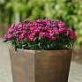 Гвоздика китайская х турецкая (Dianthus chinensis  x barbatus)