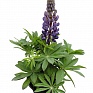 Люпин многолистный (Lupinus polyphyllus)