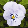 Виола рогатая (Viola cornuta)