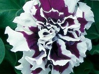 Петуния крупноцветковая махровая