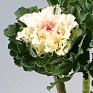 Декоративная капуста (Brassica oleracea)