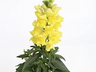 Львиный зев (Антирринум) большой (Snaptastic F1)