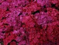 Гвоздика турецкая (Amazon F1) Гвоздика турецкая (Amazon F1)