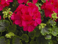 Герань (пеларгония садовая) (Multibloom F1)