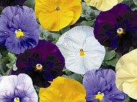 Виола Виттрока