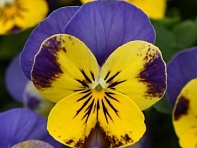 Виола рогатая (Quicktime F1)