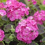 Герань (пеларгония садовая) (Pelargonium x hortorum)